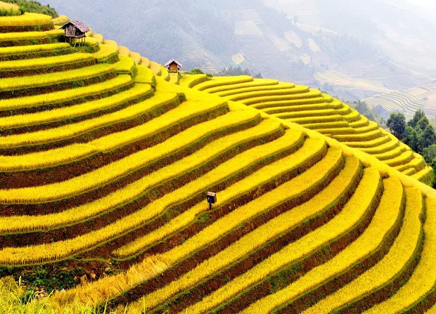 Tháng 9 về, Hà Giang đắm mình trong những sóng vàng óng ánh của ruộng bậc thang mùa lúa chín
