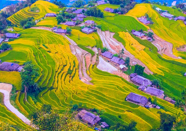 Hoàng Su Phì được nhắc đến với ruộng bậc thang đẹp bậc nhất Việt Nam với màu vàng phủ khắp núi đồi mỗi khi mùa lúa chín về