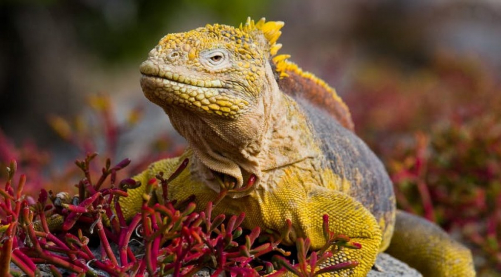 Hòn đảo của những loài vật kỳ lạ Galápagos (Ecuador)